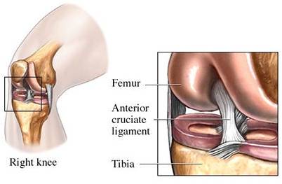 Pic showing knee and ACL 